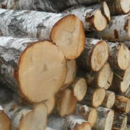 Birch Round Logs (Betula Pendula)